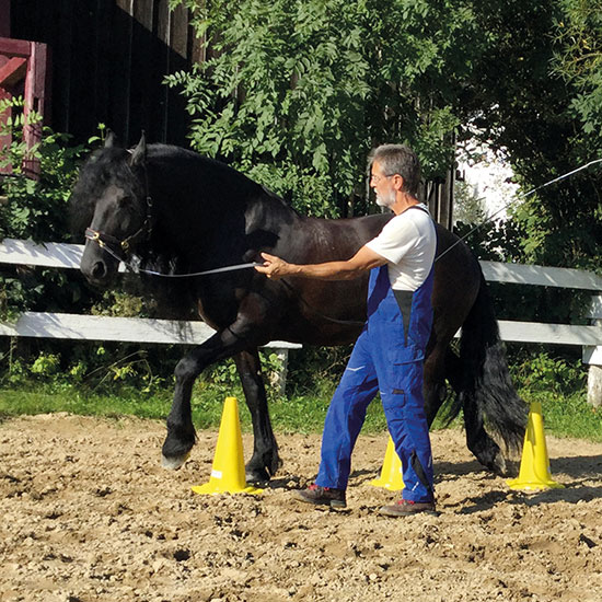 Pferdetraining, Dualaktivierung, Gerd Henke, Nordhastedt